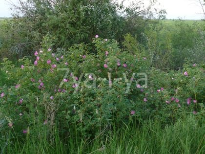 Як відрізнити натуральний мед від підробки в домашніх умовах