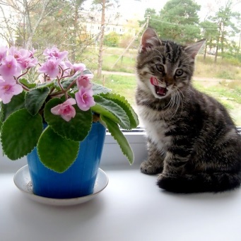 Як відучити кошеня від квітів і запропонувати йому альтернативу