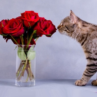 Як відучити кошеня від квітів і запропонувати йому альтернативу