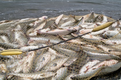Як спіймати багато риби на мережі (як ставити рибальські мережі)
