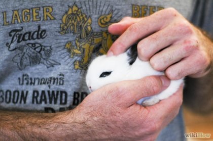 Як правильно тримати кролика