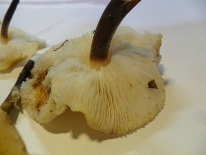 Як правильно фотографувати гриби для визначення, енциклопедія грибів