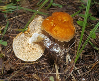 Cât de corect să fotografiați ciupercile pentru definiție, enciclopedia de ciuperci