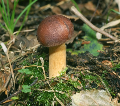 Як правильно фотографувати гриби для визначення, енциклопедія грибів