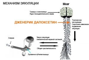 Cum să prelungească cauza sexuală a problemelor și modalitățile de a le elimina