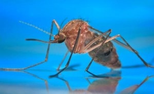 Cum de a salva un copil de la țânțari 6 moduri de a menține sănătatea - copiii din oraș