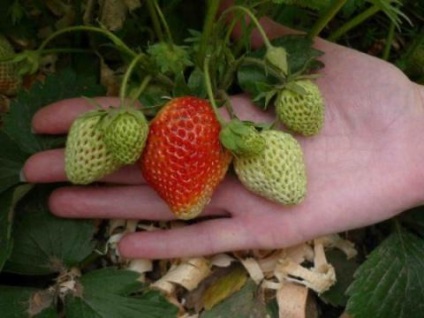 Cum să aibă grijă de căpșuni pentru a face fructe de mare mari! Lumea femeilor