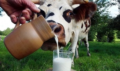 Як варити молоко