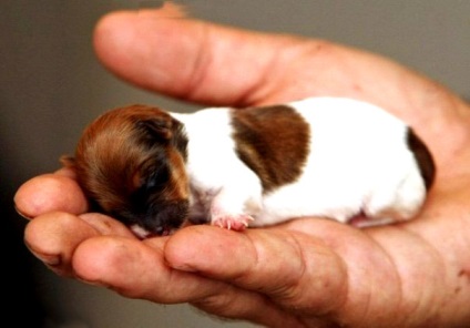 Cum de a alege un catelus jack russel terrier, cei mai buni prieteni