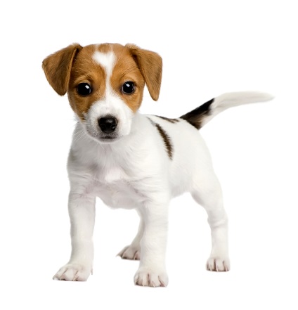 Cum de a alege un catelus jack russel terrier, cei mai buni prieteni