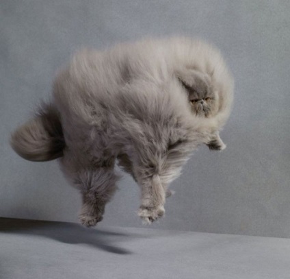 Як виглядають пухнасті коти в світі (фото), новини Дніпра
