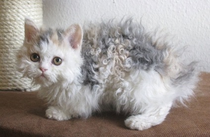 Cum arata cel mai blana pisica in lume (foto), stiri Dnipro