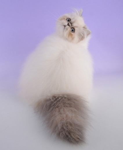 Cum arata cel mai blana pisica in lume (foto), stiri Dnipro