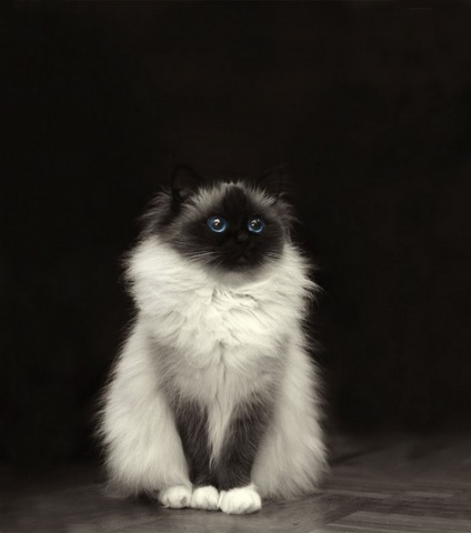 Як виглядають пухнасті коти в світі (фото), новини Дніпра