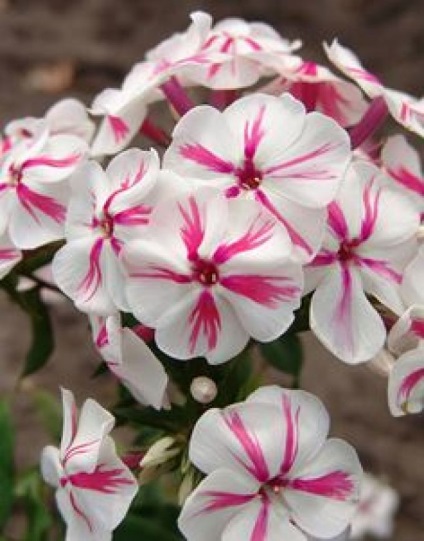 Cum sa cresti phlox - plante - plante pentru o gradina