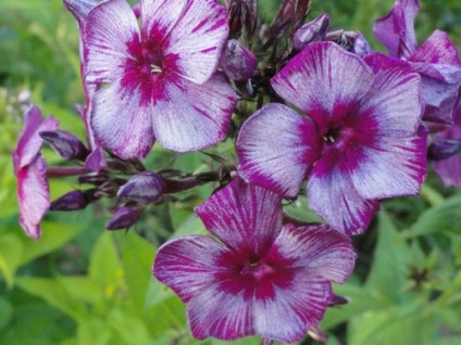 Cum sa cresti phlox - plante - plante pentru o gradina