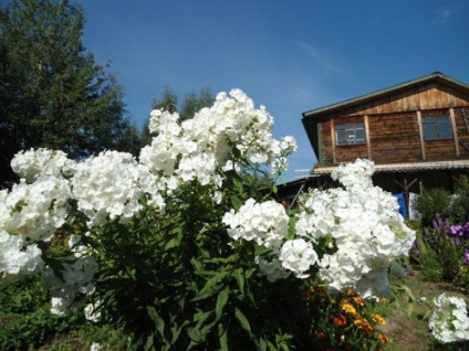 Cum sa cresti phlox - plante - plante pentru o gradina