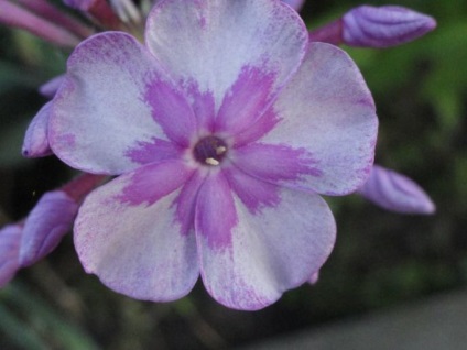 Cum sa cresti phlox - plante - plante pentru o gradina