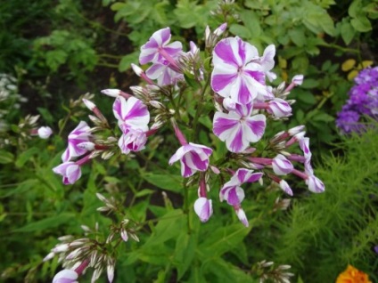 Cum sa cresti phlox - plante - plante pentru o gradina