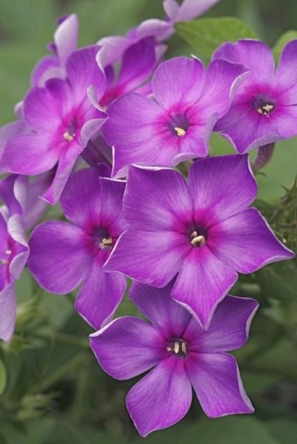 Cum sa cresti phlox - plante - plante pentru o gradina