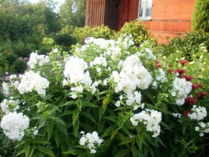 Cum sa cresti phlox - plante - plante pentru o gradina