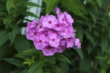 Cum sa cresti phlox - plante - plante pentru o gradina