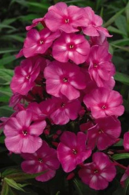 Cum sa cresti phlox - plante - plante pentru o gradina