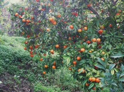 Cum să crești un mandarin într-un videoclip