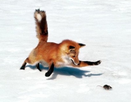 Як вистежити лисицю