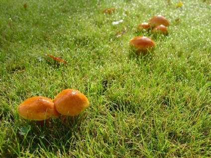 Як вивести гриби, які виросли на газоні