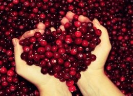 Cum se păstrează lingonberries