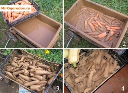 Cum se păstrează morcovii și soiurile
