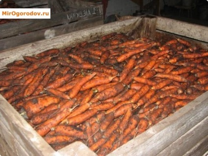 Cum se păstrează morcovii și soiurile