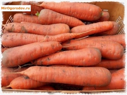 Як зберігати моркву лежкие сорти і способи зберігання