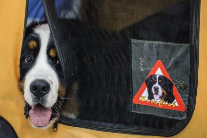 Cum de a proteja un câine de căpușe - ziar rusesc
