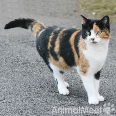 Calico (pisică cu trei păruri) - datarea animalelor de companie