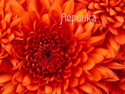 Képek a nevét Leroy (kép) Képek a nevét Leroy