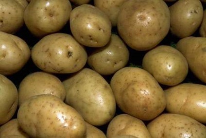 Potato Scarb Descrierea soiului, foto