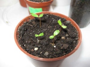 Катарантус догляд в домашніх умовах, вирощування з насіння, розмноження і пересадка