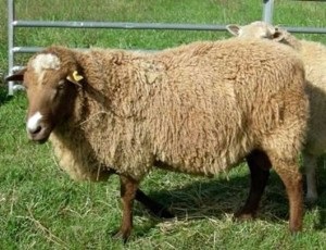 Кавказька порода овець, фото, характеристика, опис