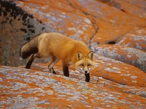 De ce visul carte de vis Fox promite o întâlnire cu un înșelător, o aventură de dragoste sau o aventură dubioasă