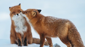 De ce visul carte de vis Fox promite o întâlnire cu un înșelător, o aventură de dragoste sau o aventură dubioasă