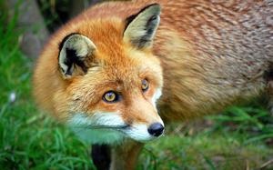 De ce visul carte de vis Fox promite o întâlnire cu un înșelător, o aventură de dragoste sau o aventură dubioasă