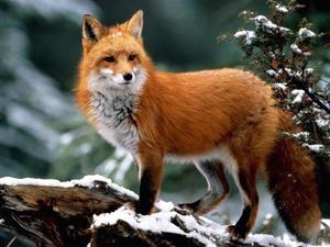 De ce visul carte de vis Fox promite o întâlnire cu un înșelător, o aventură de dragoste sau o aventură dubioasă