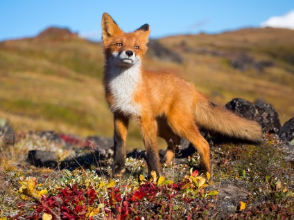 De ce visul carte de vis Fox promite o întâlnire cu un înșelător, o aventură de dragoste sau o aventură dubioasă