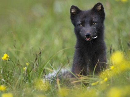 De ce visul carte de vis Fox promite o întâlnire cu un înșelător, o aventură de dragoste sau o aventură dubioasă