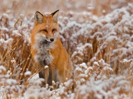 De ce visul carte de vis Fox promite o întâlnire cu un înșelător, o aventură de dragoste sau o aventură dubioasă