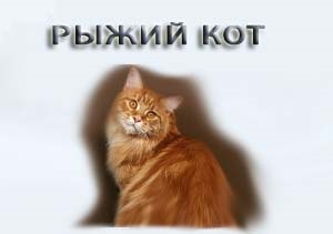 Mi álmok vörös macska