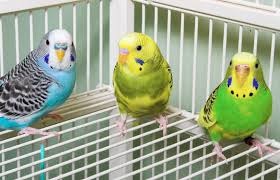 De ce papagalii visează într-o carte de vise cu cuști