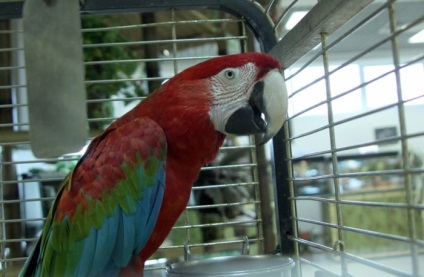 Miért álom papagájok egy ketrecben sonnik